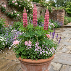 Lupin Legendary Rose Hardy Perennial Plants, Summer Flowering Cottage Garden Plants, Outdoor Garden Ready, 1 Litre Root-Ball