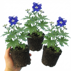 Set of 3 or 6 Delphinium Dark Blue White Bee Hardy Perennial Plants, Tall Cottage Garden Flowers, Outdoor Garden Ready, 1 Litre Root-Ball
