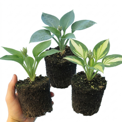 Hosta Growers' Mix Plants, Outdoor Garden Ready Hardy Shade Perennials, 1 Litre Root Ball