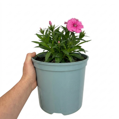 1 Cocktail Pink Dianthus Cosmopolitan Plant, Hardy Summer Perennial, Outdoor Garden Ready, 5 Litre Root Ball
