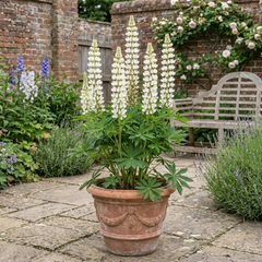 1 Lupin Legendary White Shades Perennial Plant, Outdoor Garden Ready, 3 Litre Root Ball