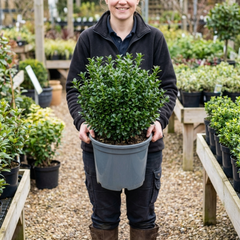 Euonymus Microphyllus Hardy Evergreen Hedge Plant, Buxus Alternative Garden Shrub, 26cm Root Ball
