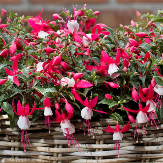 Fuchsia Bella Evita | 3 or 6 1L Pots