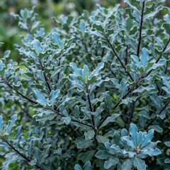 Pittosporum Atlantic Blue, Ready to Plant in Your Garden, 3L Pot