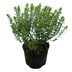 Hebe Little Leaves Grey | 2L Pot