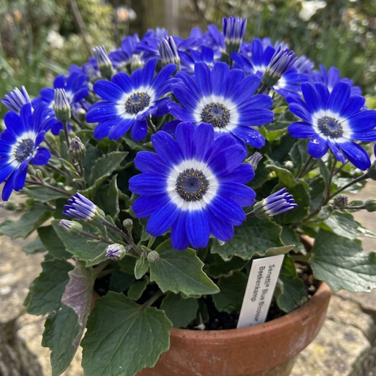 Senetti Blue Bicolour, Outdoor Garden Ready, 2L Pot