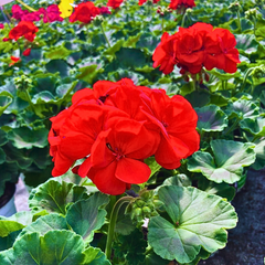 Geranium Toscana Senna | 3 or 6 1L Pots