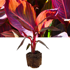 Verdant Living Canna Tropicanna Live Plant in 3L Pot. Tropical Canna Lily with Multicoloured Foliage & Summer Flowers. Well Established Plant. Suitable for Patios, Borders, Containers & Garden Beds