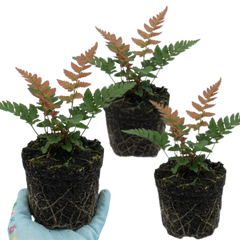 Japanese Shield Fern Dryopteris Erythrosora Prolifica, Hardy Shade Perennial Plants, 1 Litre Root Ball