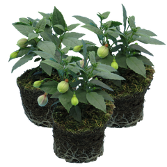 Fuchsia Diva Random Colour Mix | 3 or 6 1L Pots