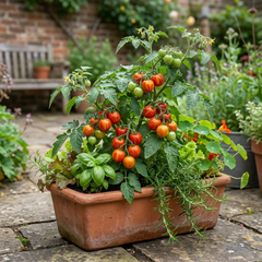 Set of 3 or 6 Large Plants - Tomato Ricola Fire & Lightning, Ready to Plant in Your Garden