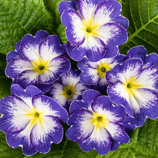 Primrose Blue Bicolour | 3 or 6 1L Pots