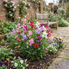 Sweet Pea Little Sweetheart Mix, 10.5 cm