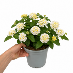 1 Large Plant - Lantana Bandolista Coconut, Ready to Plant in Your Garden, 2L