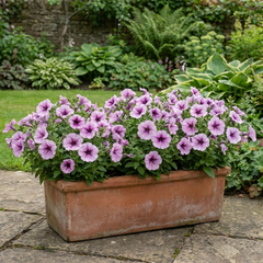 Set of 3 Large Plants - Petunia Express Pum Vein, Outdoor Garden Ready