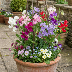 Sweet Pea Spencer Mix, 10.5 cm Rootballs