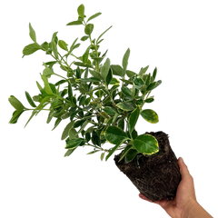 Euonymus Bravo | 2L Pot