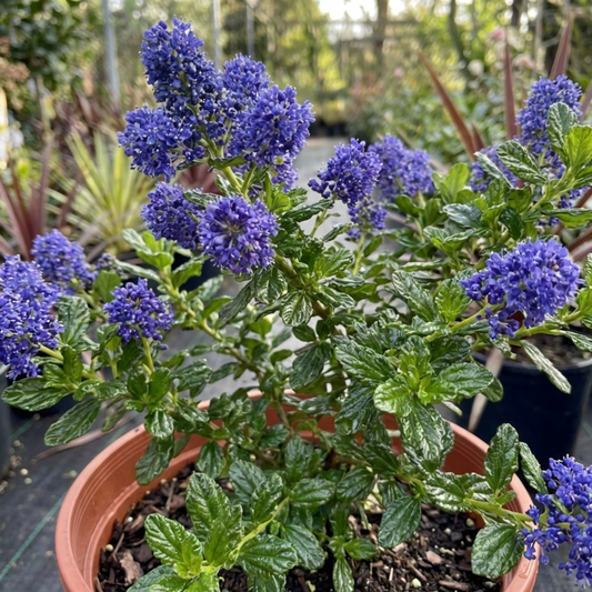 Ceanothus Skylark Plant, Hardy Blue Flowering Evergreen Shrub, California Lilac, Litre Root-Ball