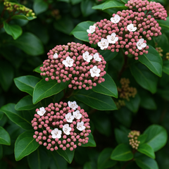 Viburnum Lisarose | 3L Pots