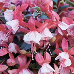 Fuchsia Bella Hilda | 3 or 6 1L Pots