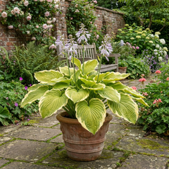 Large Hosta Atlantis Hardy Perennial Plant, Outdoor Garden Ready, 17cm Root-Ball, For Shade