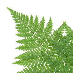 Soft Shield Fern Polystichum Plumosum Densum Plants, Hardy Evergreen Perennial, 1 Litre Root Ball