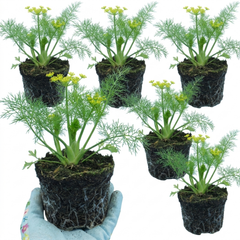 Fresh Fennel Herb Plants, Hardy Perennial Kitchen Garden Herbs, Outdoor Ready, 1 Litre Root Ball