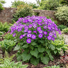 Senetti Violet Bicolour Pericallis Plant, Summer Flowering Patio Ready, 6.5 Litre Root Ball