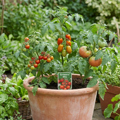 Set of 3 or 6 Large Plants - Tomato Growers Selection Variety, Outdoor Garden Ready, 10.5 cm