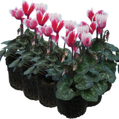Cyclamen Flame Red | 3 or 6 1L Pots