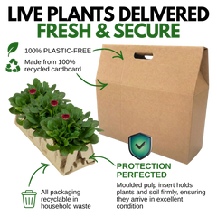 Bellis Habanera Red | 3 or 6 1L Pots