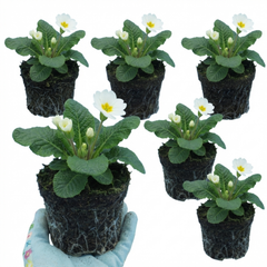 Primrose Queen White Hardy Perennial Plants, Spring Flowering, Outdoor Garden Ready, 1 Litre Root-Ball