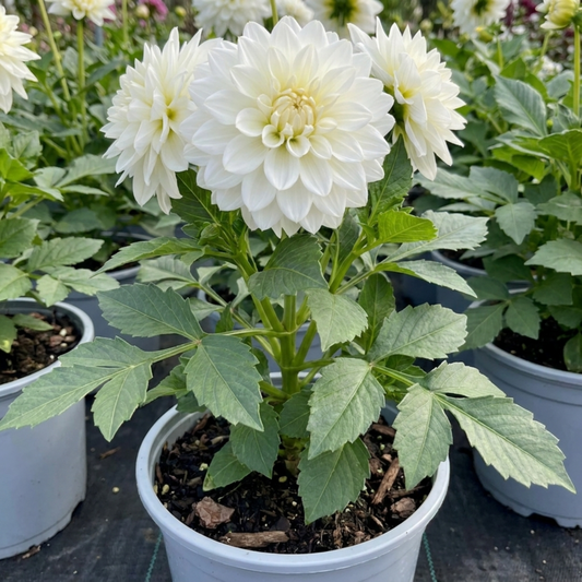 1 Dahlia Maggiore White Live Plant, Summer Flowering Outdoor Garden Ready, 3 Litre Root Ball