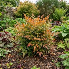 1 Nandina Gulf Stream Heavenly Bamboo, Compact Hardy Evergreen Garden Shrub, 3 Litre Root Ball