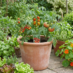 Set of 3 or 6 Large Plants - Tomato Growers Selection Variety, Outdoor Garden Ready, 10.5 cm