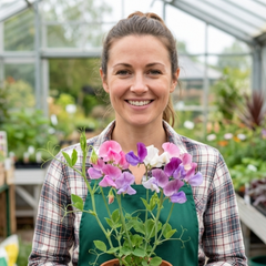 Sweet Pea Spencer Mix, 10.5 cm Rootballs