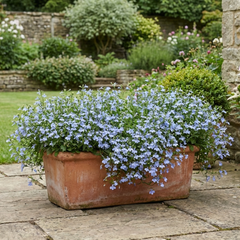 Set of 3 or 6 Large Lobelia Plants - Hot WaterBlue Improved, Ready to Plant in Your Garden