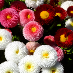 Bellis Assorted | 3 or 6 1L Pots