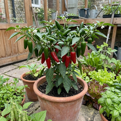 Chilli Pepper Plants - Jalapeno Variety, Ready to Plant in Your Garden