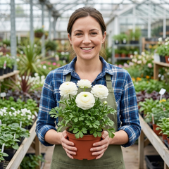 Set of 3 or 6 Ranunculus Vortex White Persian Buttercup Plants, Hardy Perennial, Spring Flowering, Outdoor Garden Ready, 1 Litre Root-Ball