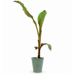 Banana Tree 3L (100–120 cm Tall) in Nursery Pot