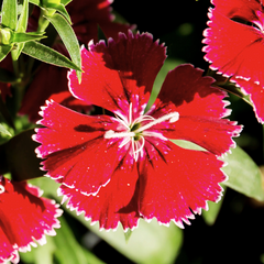 Dianthus Deep Red | 3 or 6 Plants