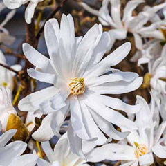 Magnolia Stellata | 3L Pot