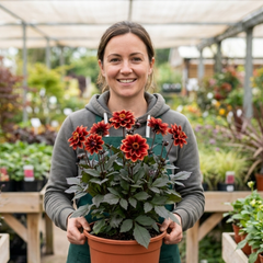 1 Dahlia Fun Pomegranate Live Plant, Outdoor Summer Flowering Garden Ready, 3 Litre Root-Ball