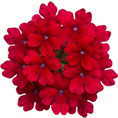 Verbena Trailing Deep Red Plants, Summer Flowering Bedding, Hanging Basket & Outdoor Garden Ready, 10.5cm Root Ball