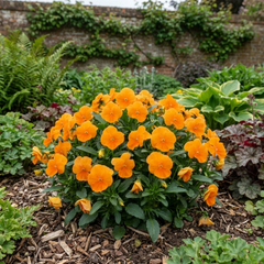 Pansy Delta Pro Clear Orange Flower Plants, Outdoor Garden Ready, Spring & Autumn, 3Ltr Root-Ball