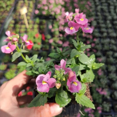 Nemesia Nuvo Rose, Ready to Plant in Your Garden