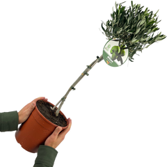 Olive Tree | 3L Pot
