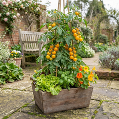 Set of 3 or 6 Large Plants - Tomato Golden Sunrise Variety, Ready to Plant in Your Garden