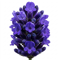 1 Lavender Hidcote Blue Plant, Fragrant Hardy Perennial Lavender Bush, Garden Ready, 5 Litre Root Ball